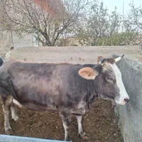 ۷راس ماده گاو شیری