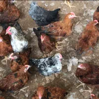 مرغ گلپایگانی