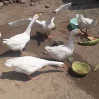 غاز فروشی