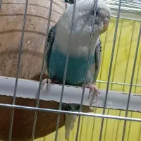 مرغ عشق|پرنده|خاش, |دیوار