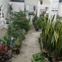 انواع گل های اپارتمانی باغچه ای و...|گل و گیاه طبیعی|بروجرد, |دیوار