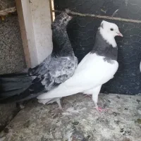 کبوتر|پرنده|چناران, |دیوار