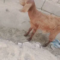 یک عدد کهره نر کوچک شیر مست رشتی