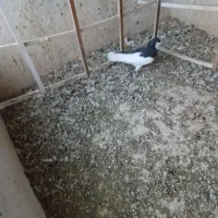 چپ سیاه نر|پرنده|قزوین, |دیوار