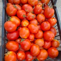 گوجه درجه یک