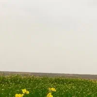 فروش-یک-هکتار-زمین-زراعی-کسکن