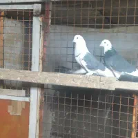 کفتر پرشی تیرماه دیده|پرنده|رباطکریم, رباطکریم|دیوار