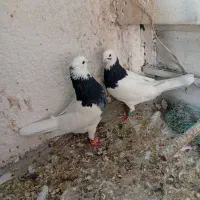 کبوتر|پرنده|مشهد, کشف|دیوار