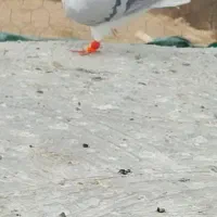 پرنده|پرنده|آبگرم, |دیوار