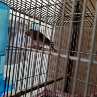 سهره|پرنده|تهران, امام زاده عبدالله|دیوار