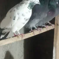 سه جفت کفتر کبوتر پرشی مایه|پرنده|هشتگرد, هشتگرد قدیم|دیوار