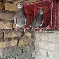 جوجه پرشی و نرماده