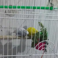 پرنده مرغ عشق|پرنده|خلخال, |دیوار