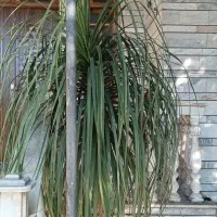 نخل دم اسبی(لیندا)|گل و گیاه طبیعی|بابل, |دیوار