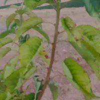 باغشهری ۱۰۰۰ متری دارای آب و برق در منطقه خانزنیان|فروش زمین و ملک کلنگی|شیراز, جانبازان|دیوار