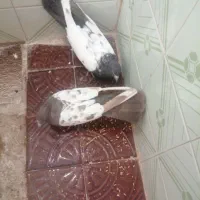 کفتر جفتی|پرنده|شیراز, شهرک والفجر|دیوار