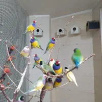 فنچ گلدین|پرنده|کرمان, |دیوار