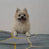 فیدل سگ پامرین اصل