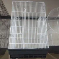 قفس