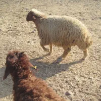 بره قوچ کردی