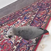 جوجه کاسکو|پرنده|اصفهان, باغ زرشک|دیوار