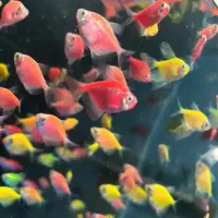 ماهی|ماهی|تربت‌حیدریه, مظفریه|دیوار