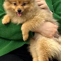 سگ پامر خرسی