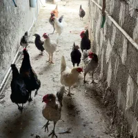 فروش مرغ و خلفه خروس