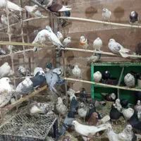 بار جدید کبوتر بازم رسید