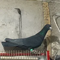 کفتر کلاغ چهارتا نر پریده