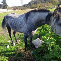 فروش اسب نریان۵سال