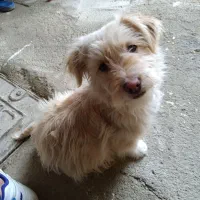 سگ پاکوتاه ماده