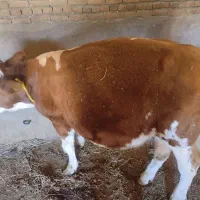 گاو نر