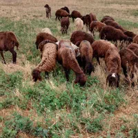 ۲۵ راس بره و توغلی نیم گوشت پای پروار|حیوانات مزرعه|اردبیل, |دیوار