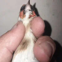 ماده چونه