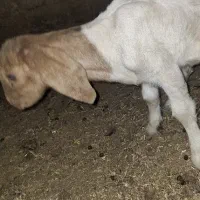 بز پیدا شده