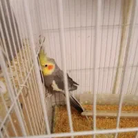 عروس هلندی پرنده معاوضه با کبوتر|پرنده|مشهد, هدایت|دیوار