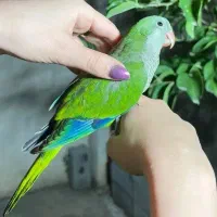 طوطی راهب نر،سوپر رام و دستی