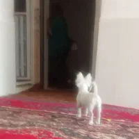 توله اشپیتز گوش روباهی خونگی|سگ|فیروزآباد (فارس), |دیوار