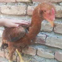 جوجه لار