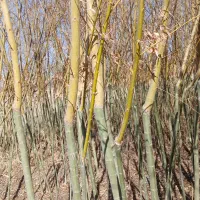 نهال بید|خدمات باغبانی و درختکاری|مبارکه, |دیوار