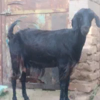 بز آبستن