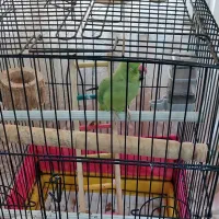 طوطی ملنگو|پرنده|صومعه‌سرا, |دیوار