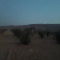 زمین-باغ-پروژه-لادن