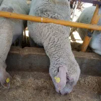 قوچ ایلدوفرانس اصیل