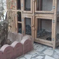 قفس جفتی