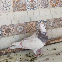 کبوتر در بناب .|پرنده|بناب, |دیوار