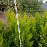 کاج لاوسون سطل ۱۲