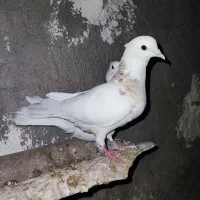 گمشده نشده طوقی ماده شکلاتی و هفت‌رنگ|حیوانات|رامهرمز, |دیوار