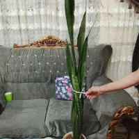 گل دو عدد|گل و گیاه طبیعی|تربتحیدریه, سرمحله|دیوار